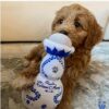 Tequila Toy for Tequila Lovers